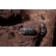 Cochinilla - Isopodo - armadillidium maculatum zebra
